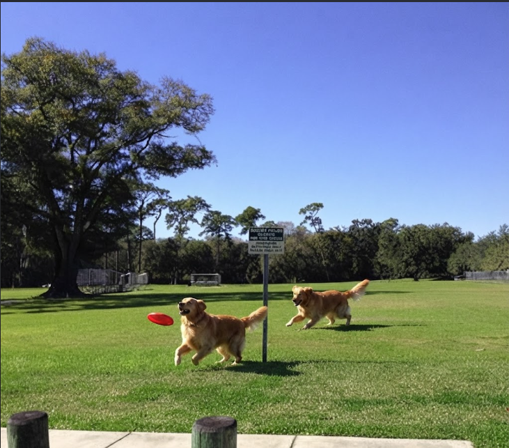 Two golden dogs running after a red flying disc across a grassy park.