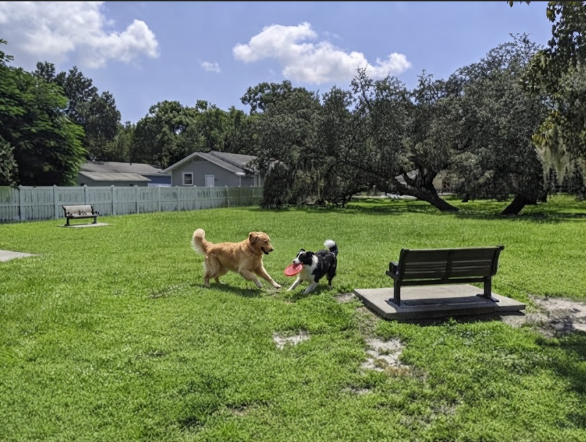 A golden dog and a black-and-white dog playing with a red flying disc on grass near park benches.
