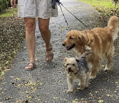 A golden dog and a small terrier on leashes beside a person on a shaded paved path.