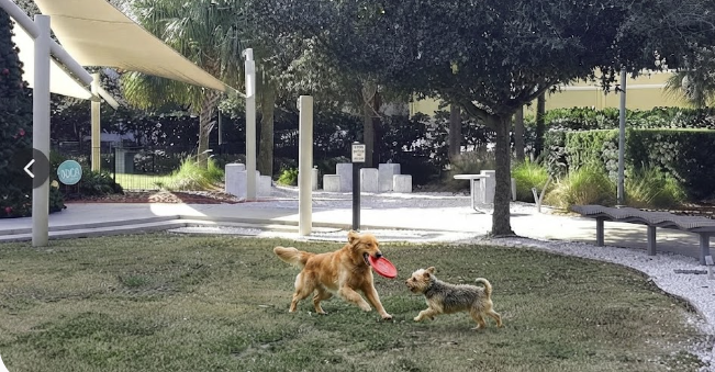 A golden dog and a small terrier playing with a red flying disc on grass near shade sails, trees and benches.