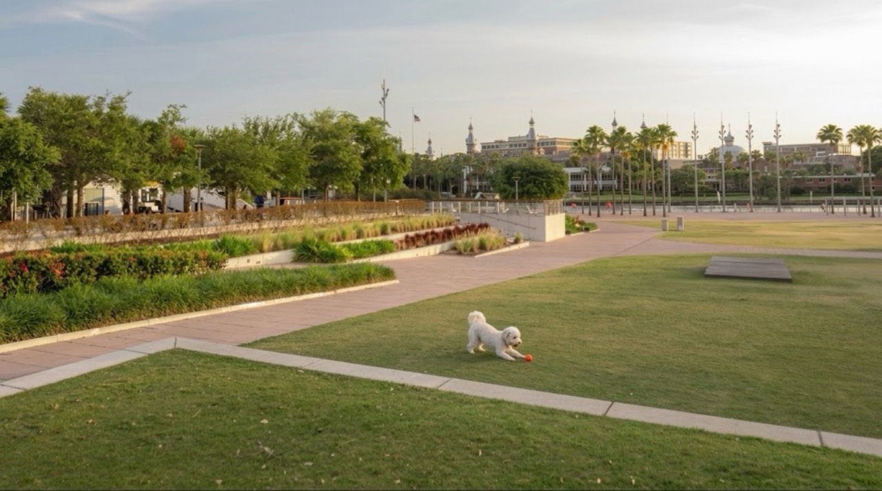 A small white dog playing with an orange ball on a lawn beside landscaped paths and palm trees.