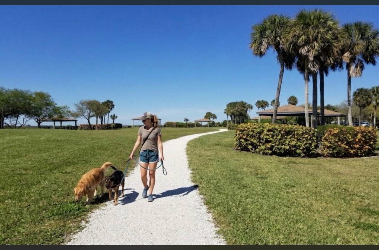 A person walking two leashed dogs along a pale park path beside grassy lawns, palm trees and picnic shelters.