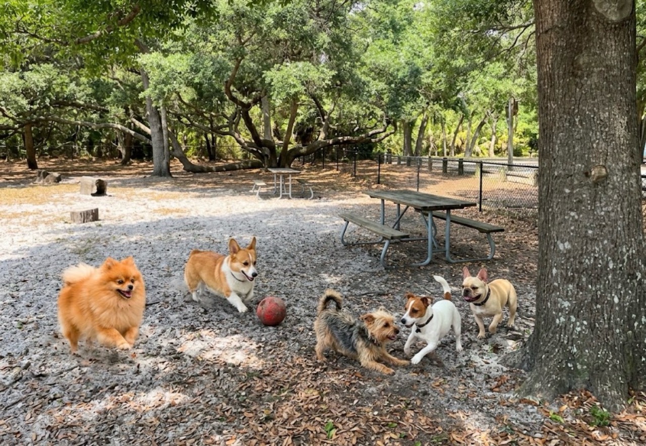 Five dogs playing beneath large shade trees beside picnic tables and a fence.