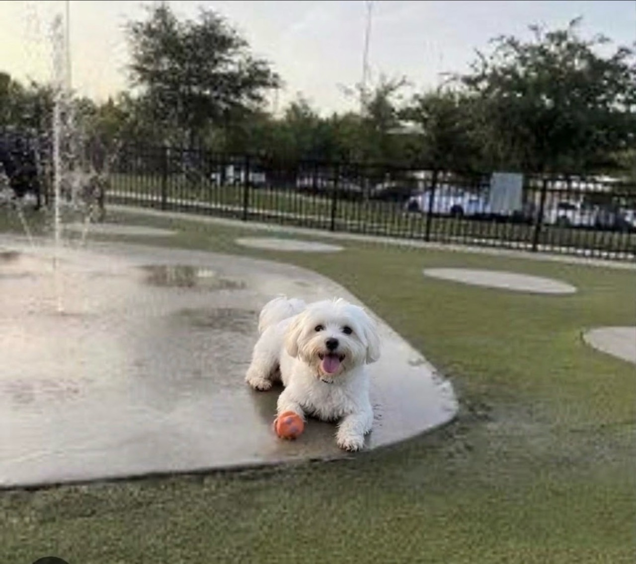 A small white dog with an orange ball beside water jets in a fenced outdoor play area.