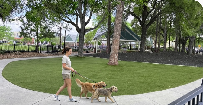 A person walking two leashed dogs along a curved path beside a green lawn, shade trees and a park pavilion.