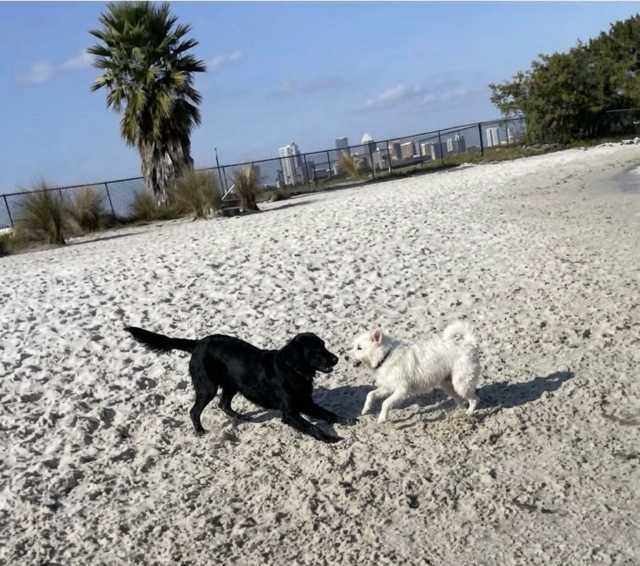 A black dog and a white dog playing on sand beside a fence, with a palm tree and city skyline in the background.