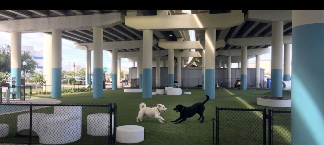 A white dog and a black dog playing on turf in a fenced dog park beneath an elevated roadway with blue-and-white columns.